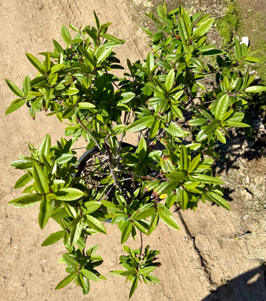 5gal Coffeeberry | Frangula californica