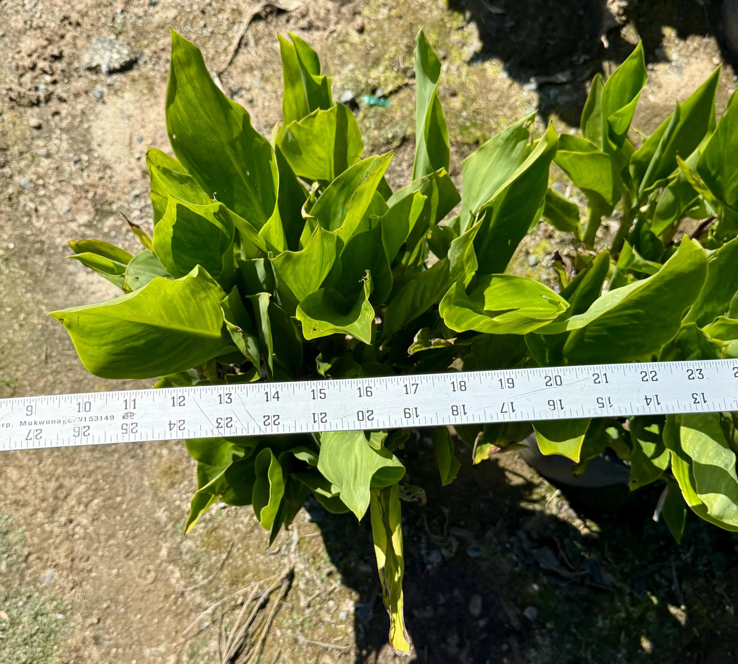 5gal Yellow Canna Lily | Canna indica