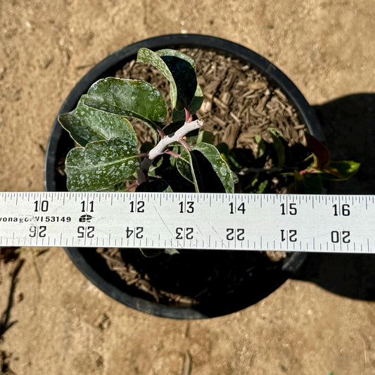 5gal Sugar Bush | Rhus ovata