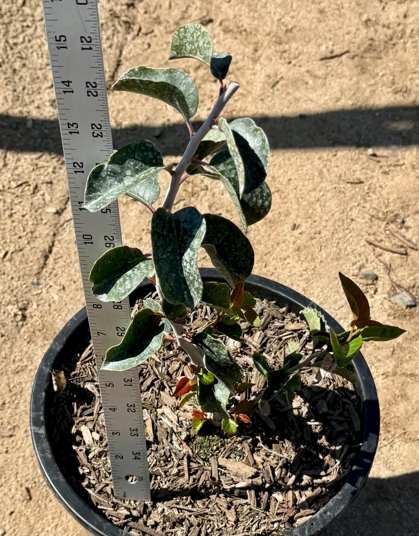 5gal Sugar Bush | Rhus ovata