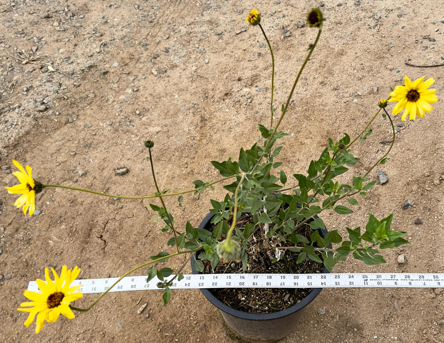 5gal California Brittlebush | Encelia californica