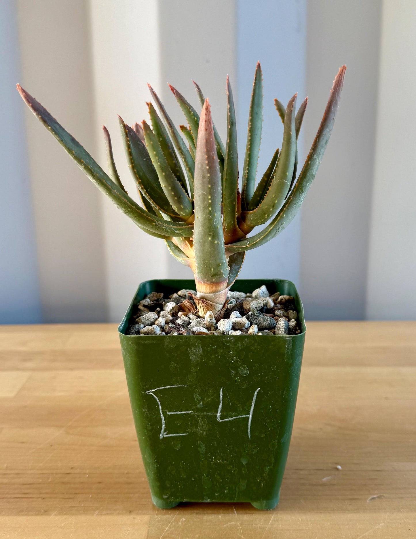 Aloe ramosissima E4