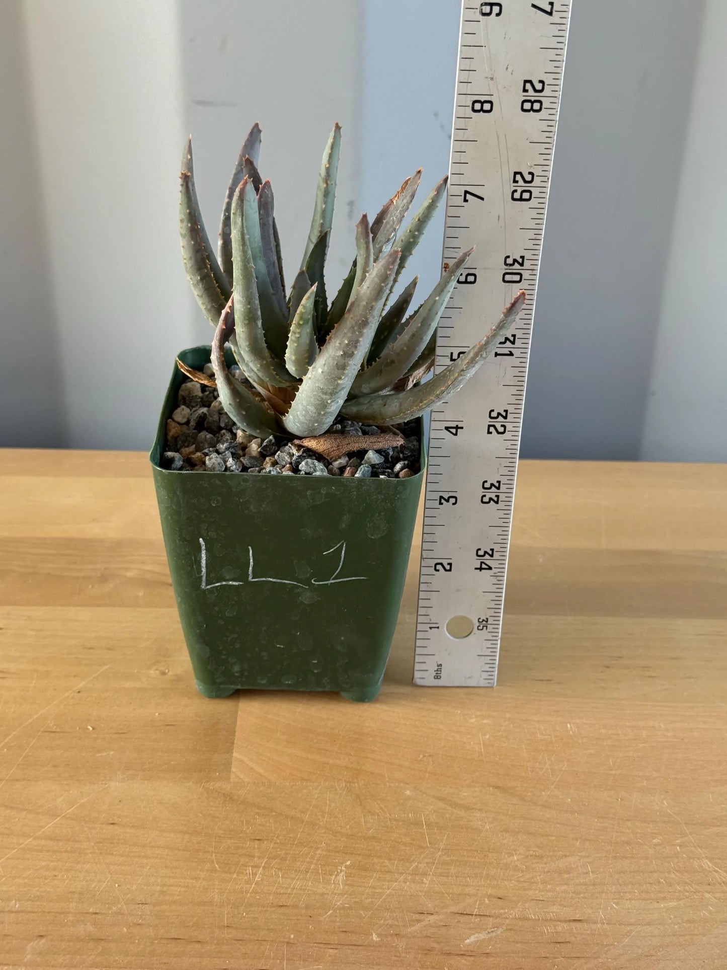 Aloe ramosissima | 'Maiden's Quiver Tree' LL1