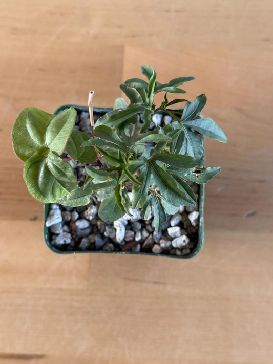 Morning Glory Flower | Ipomoea platensis LL11