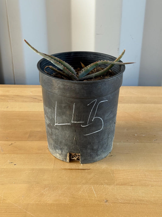 Mustache Aloe LL15 | Aloe suprafoliata