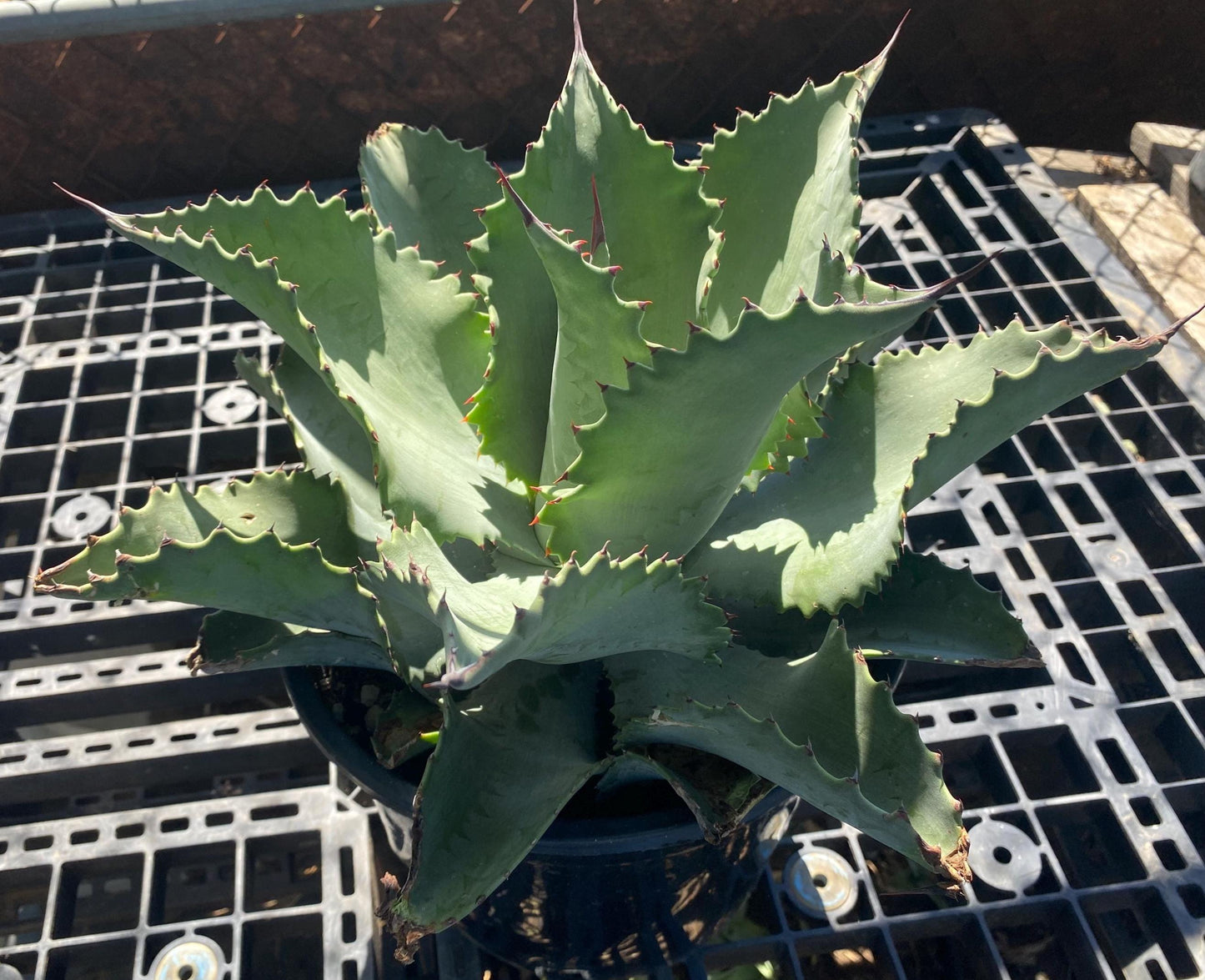 Agave 'Mr. Ripple' - SH8