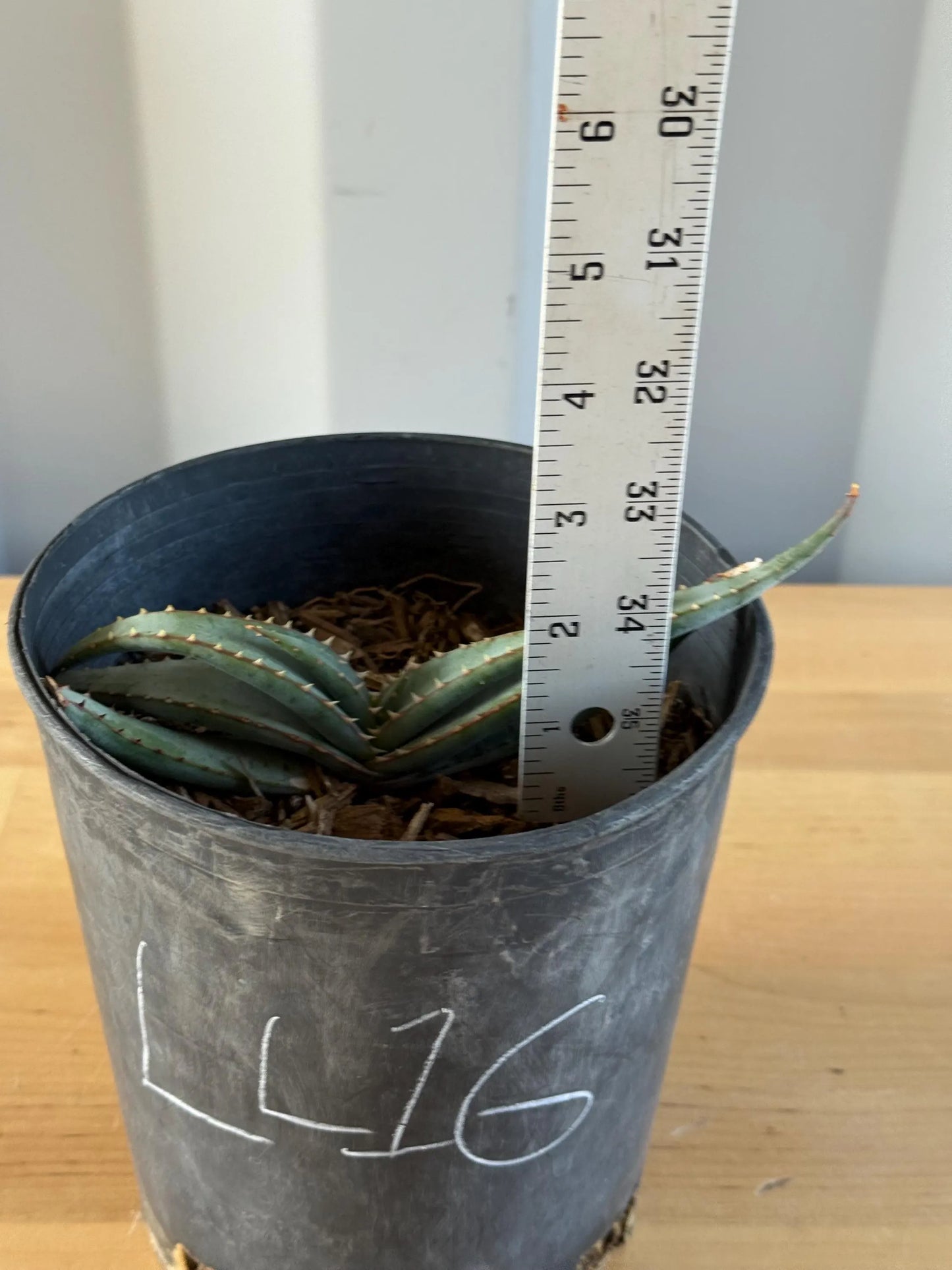 Mustache Aloe LL16 | Aloe suprafoliata
