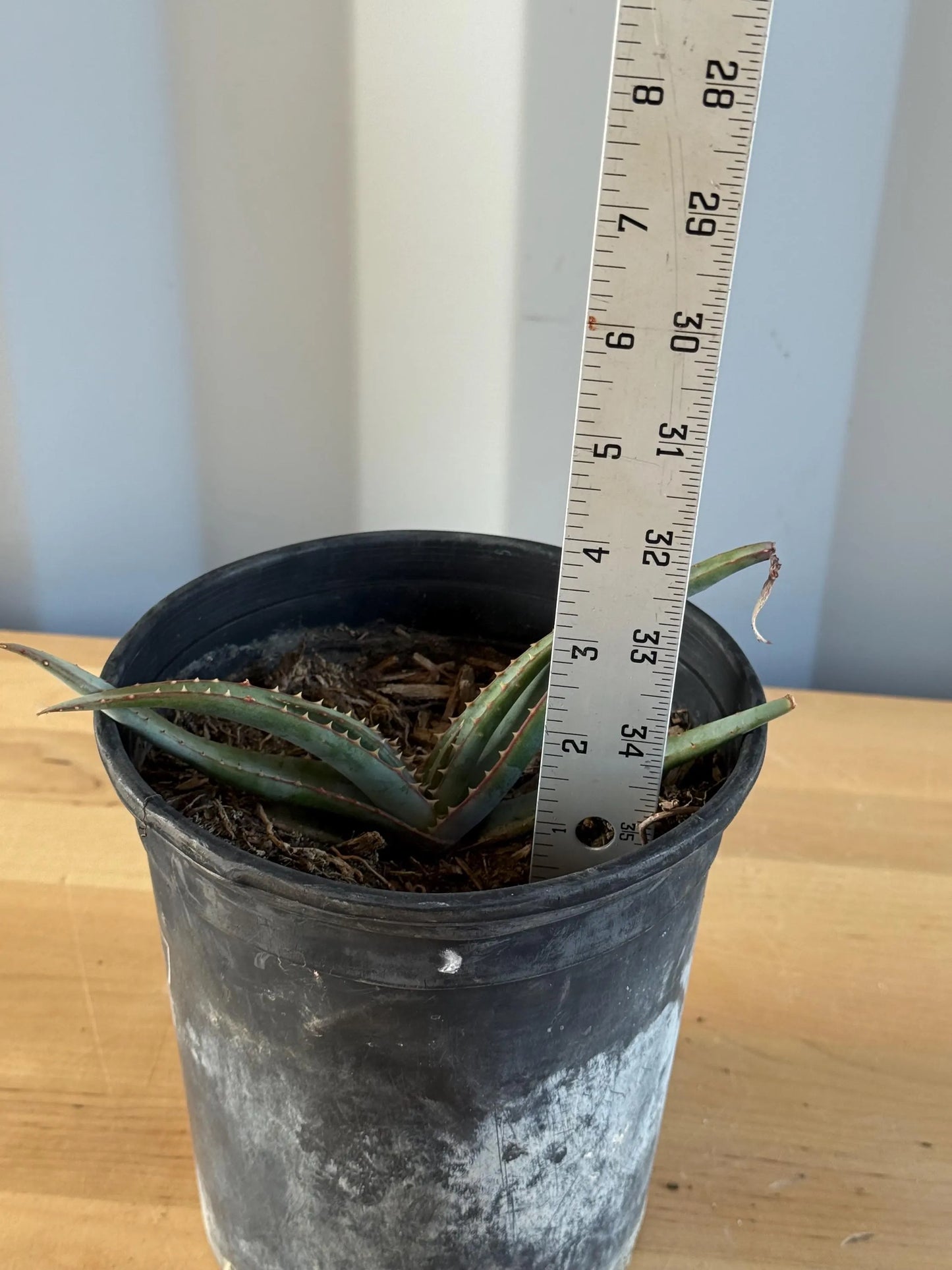 Mustache Aloe AE37 | Aloe suprafoliata