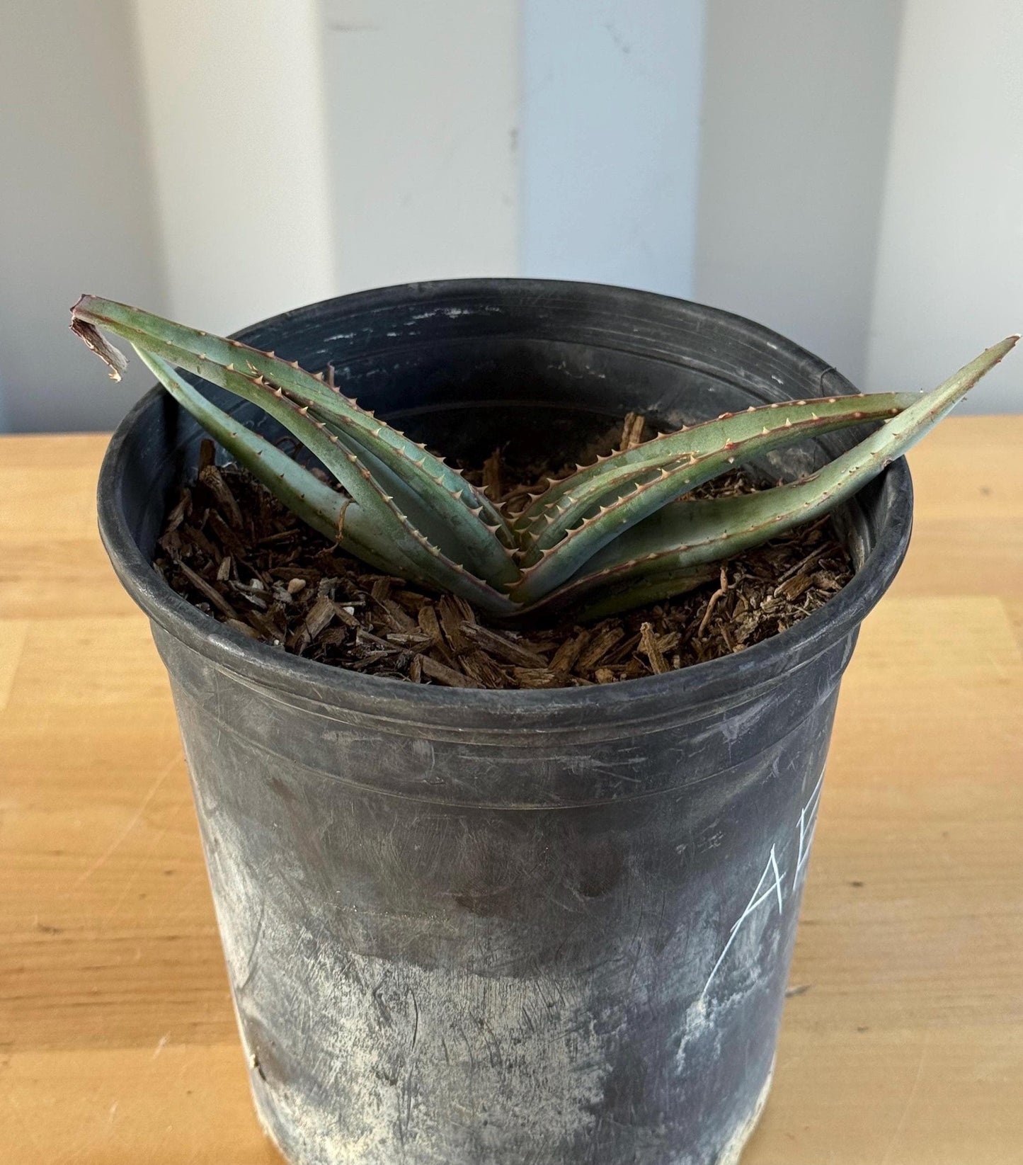 Mustache Aloe AE37 | Aloe suprafoliata