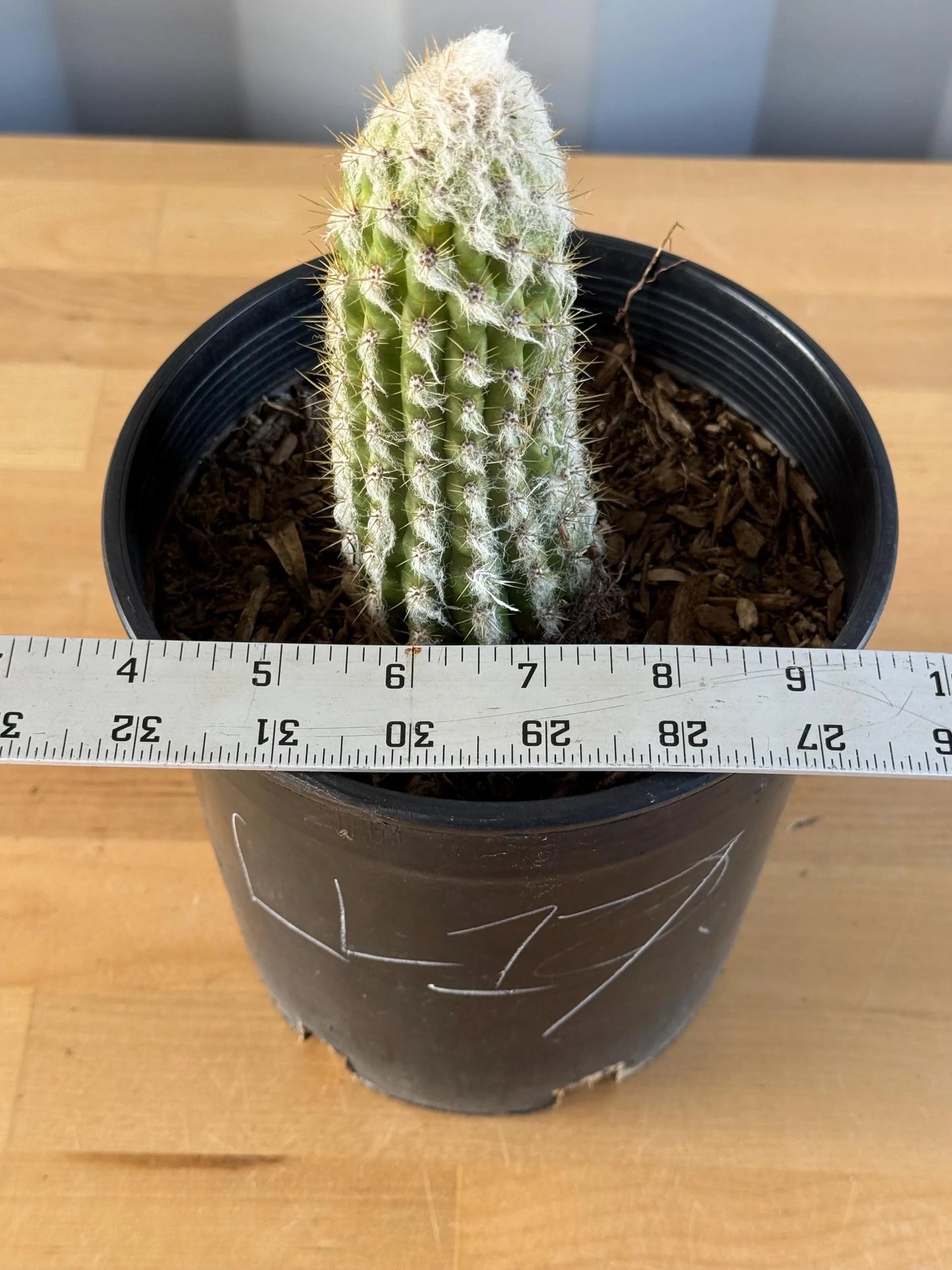Old Man of the Andes | Oreocereus doelzianus LL17