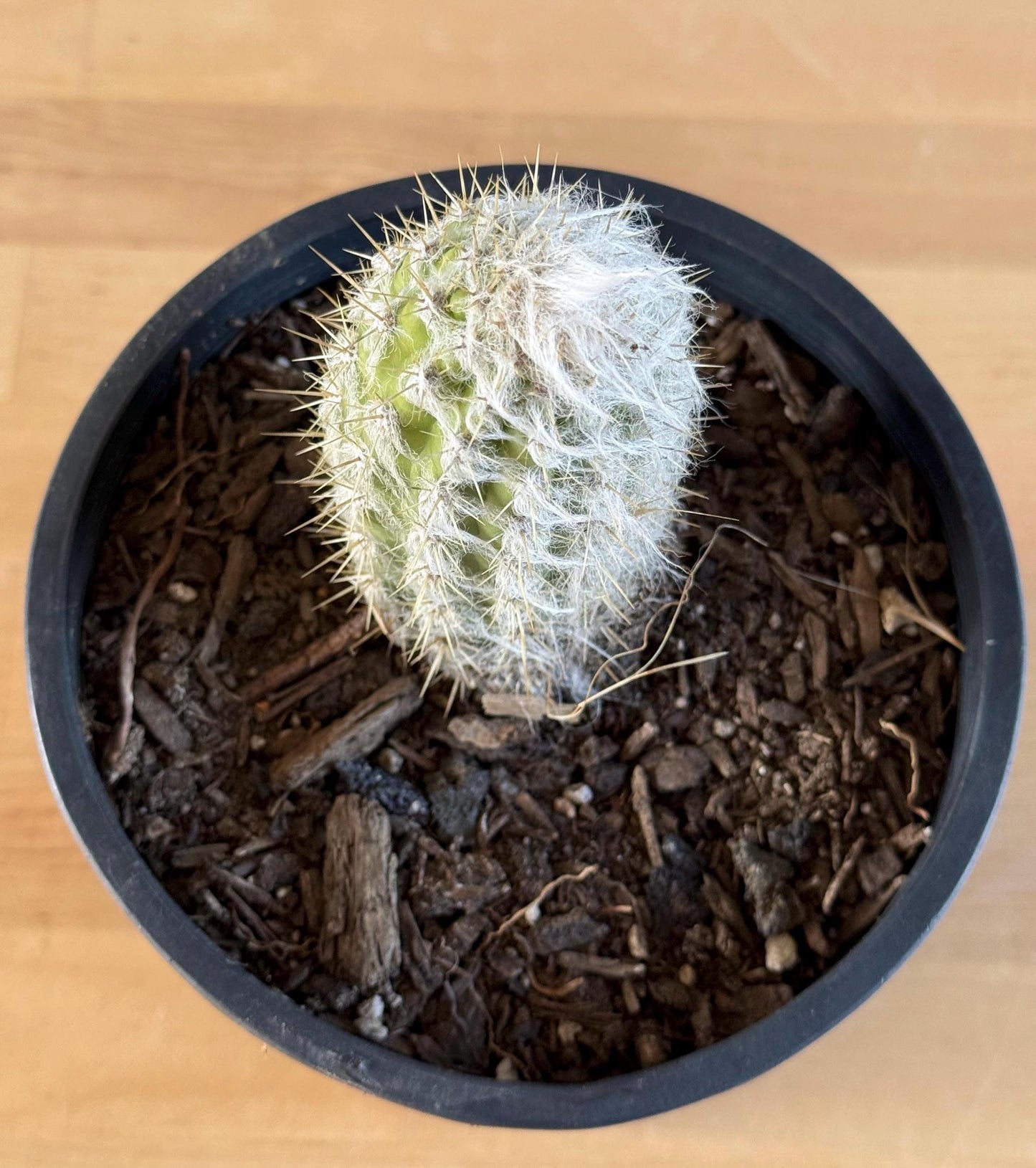 Old Man of the Andes | Oreocereus doelzianus LL18