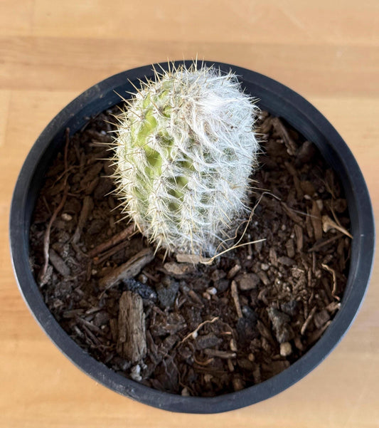 Old Man of the Andes | Oreocereus doelzianus LL18