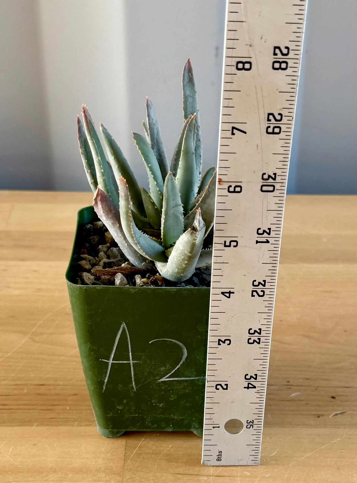 Aloe ramosissima | 'Maiden's Quiver Tree' A2