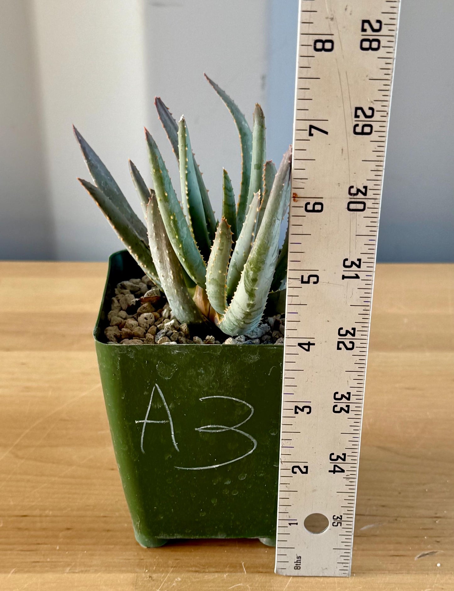 Aloe ramosissima | 'Maiden's Quiver Tree' A3