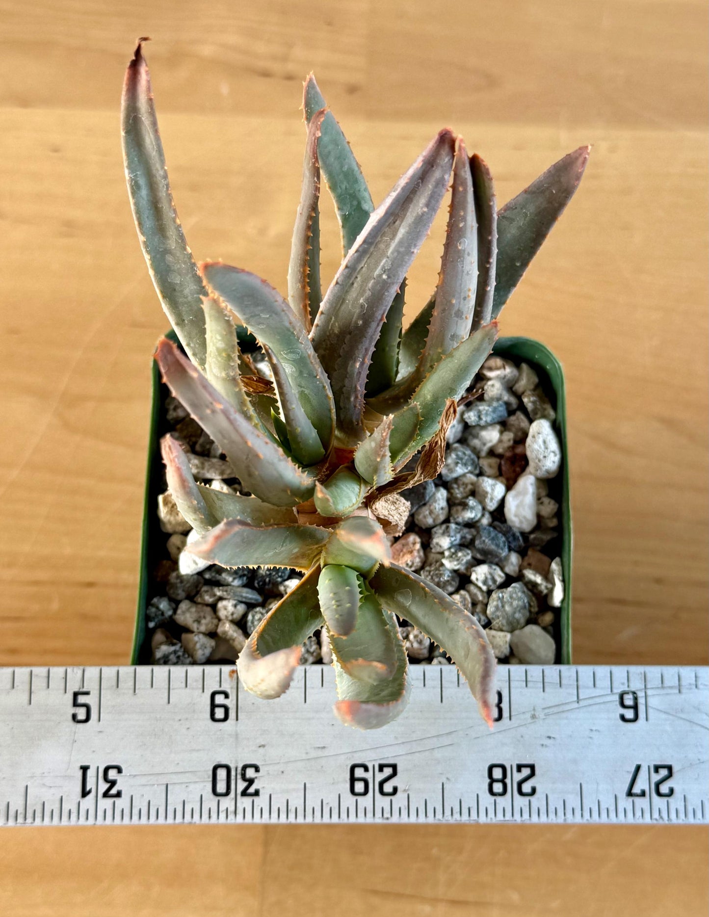 Aloe ramosissima | 'Maiden's Quiver Tree' A4