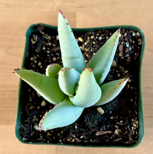 Aloe claviflora A5