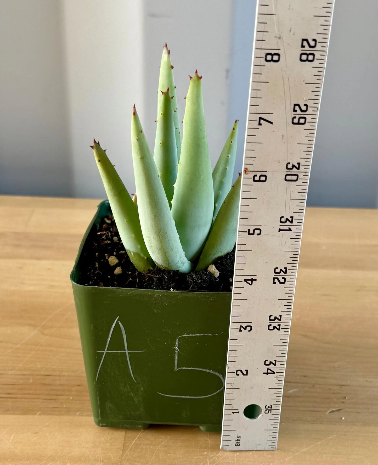 Aloe claviflora A5