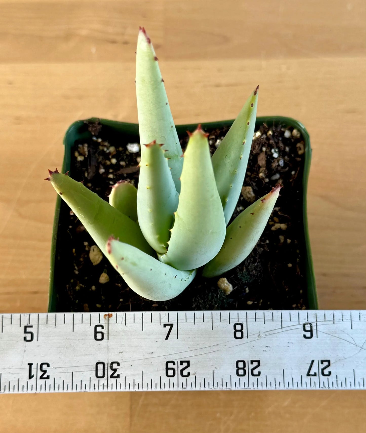 Aloe claviflora A5