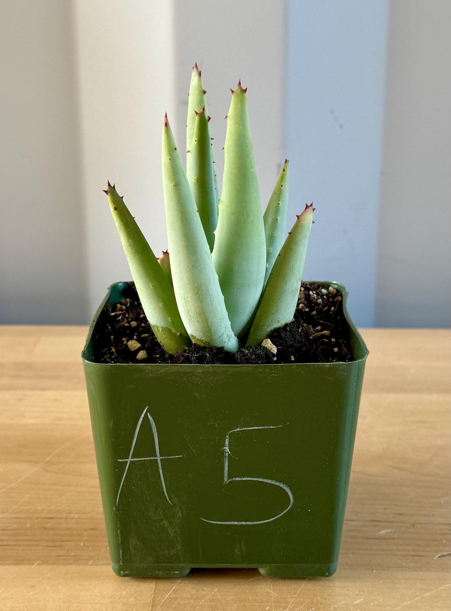 Aloe claviflora A5