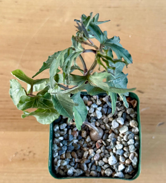 Morning Glory Flower | Ipomoea platensis A15