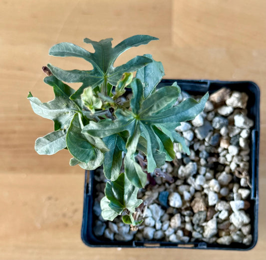 Morning Glory Flower | Ipomoea platensis A16