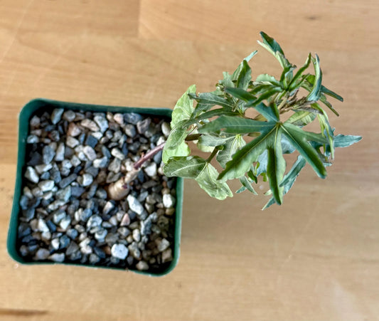 Morning Glory Flower | Ipomoea platensis A17