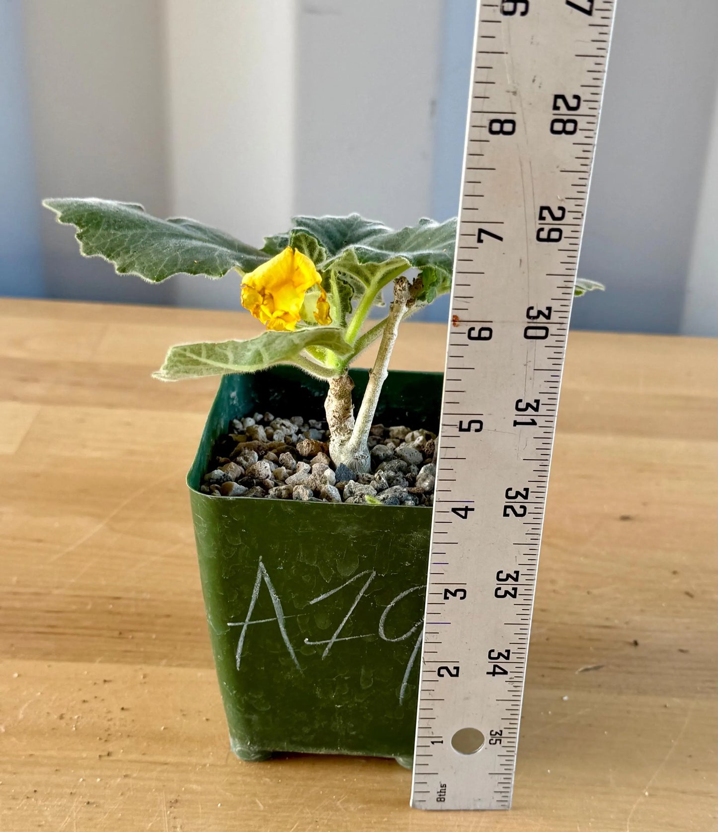 Uncarina roeoesliana A19