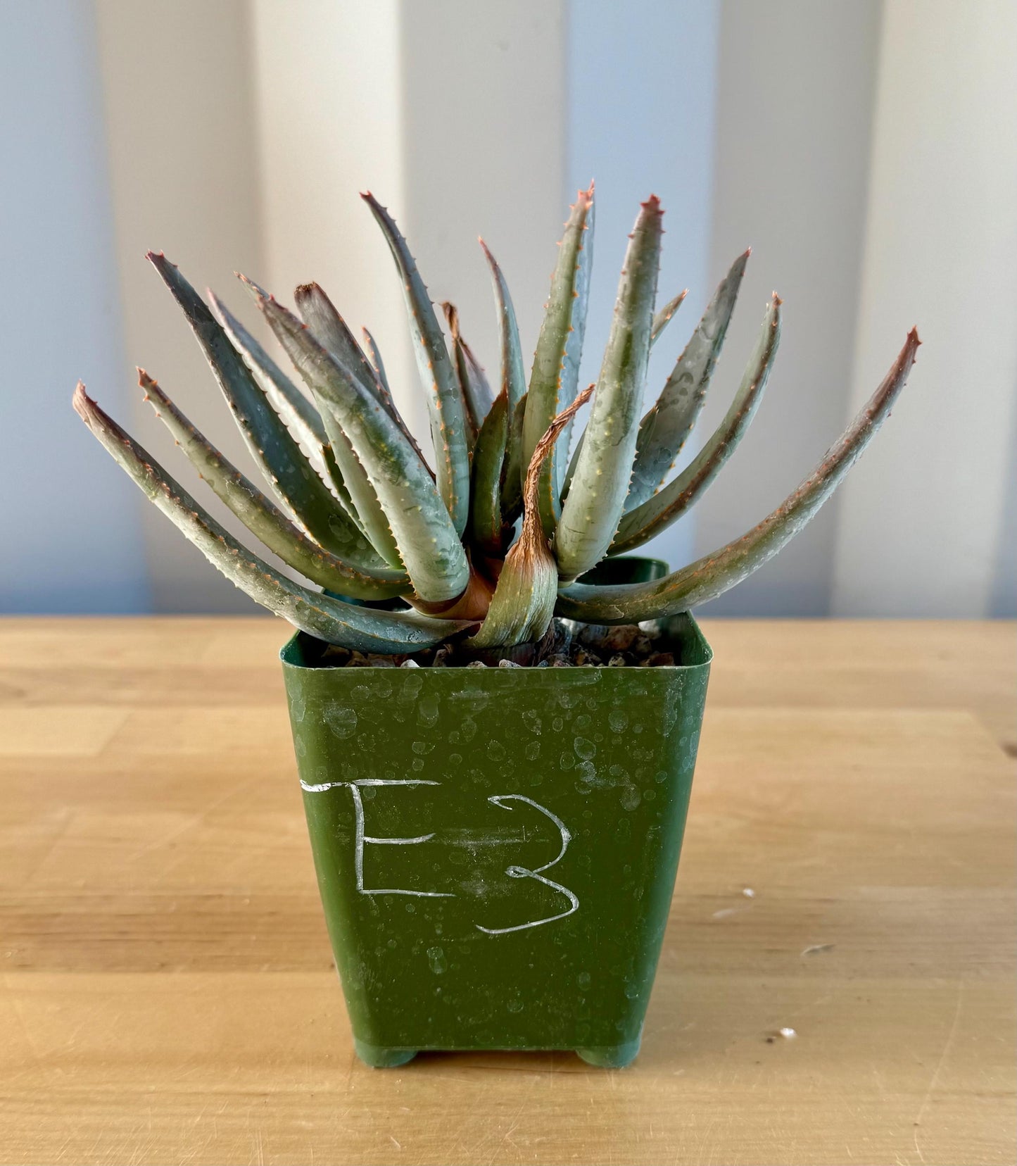 Aloe ramosissima E3