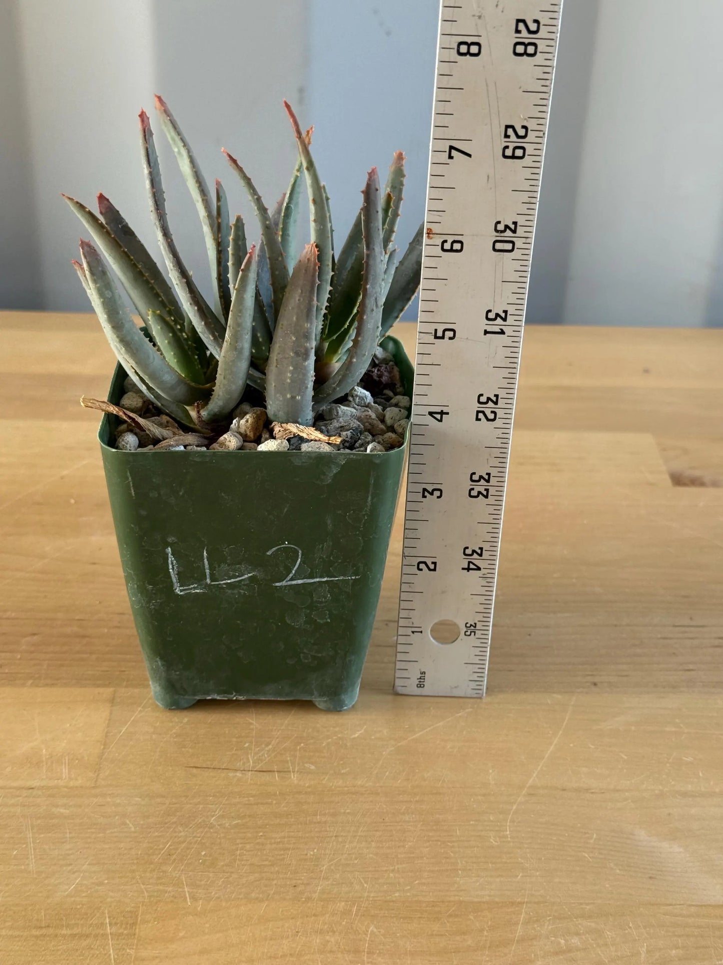 Aloe ramosissima | 'Maiden's Quiver Tree' LL2