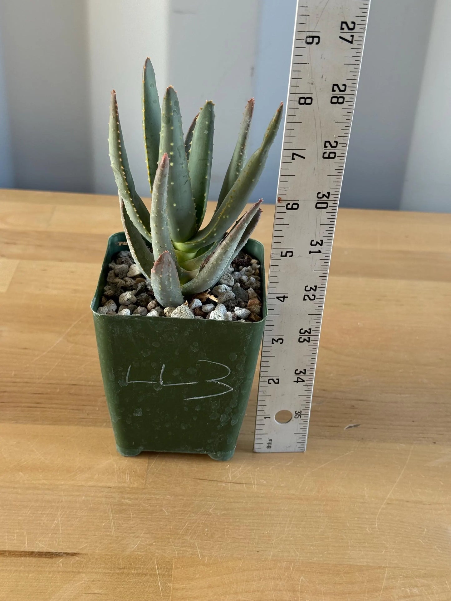 Aloe ramosissima | 'Maiden's Quiver Tree' LL3