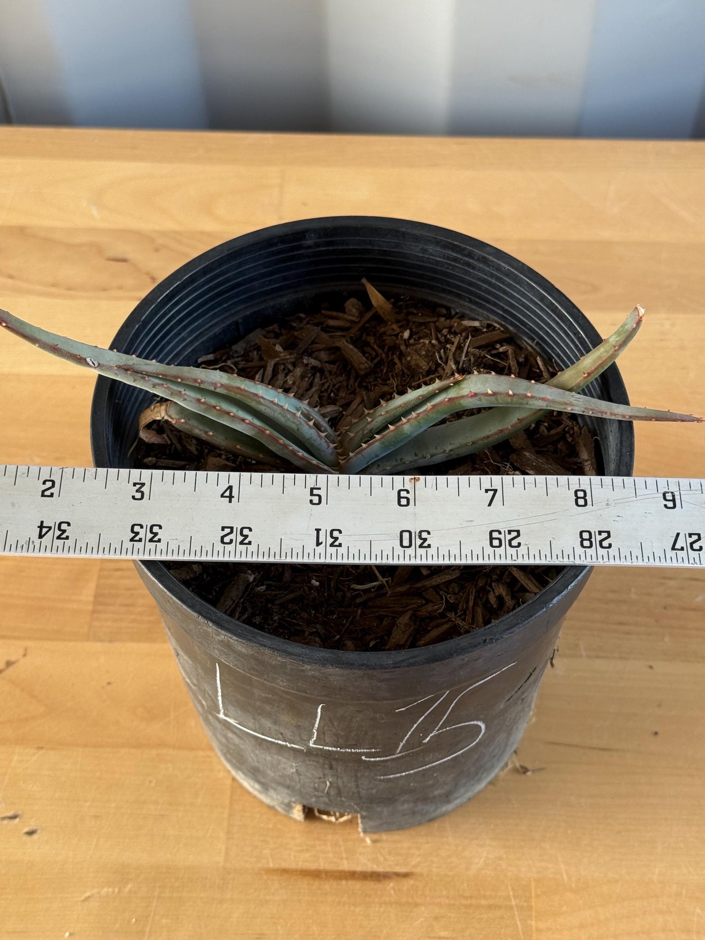 Mustache Aloe LL15 | Aloe suprafoliata