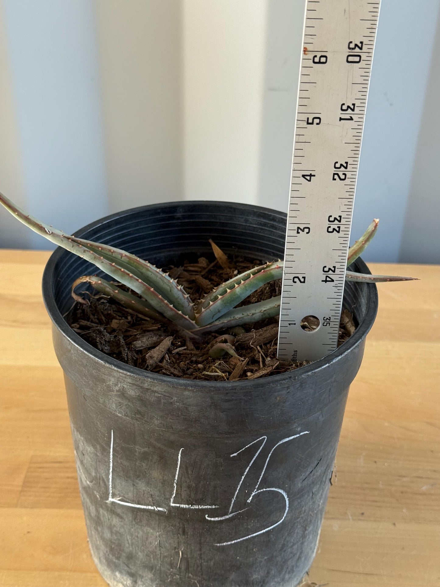 Mustache Aloe LL15 | Aloe suprafoliata