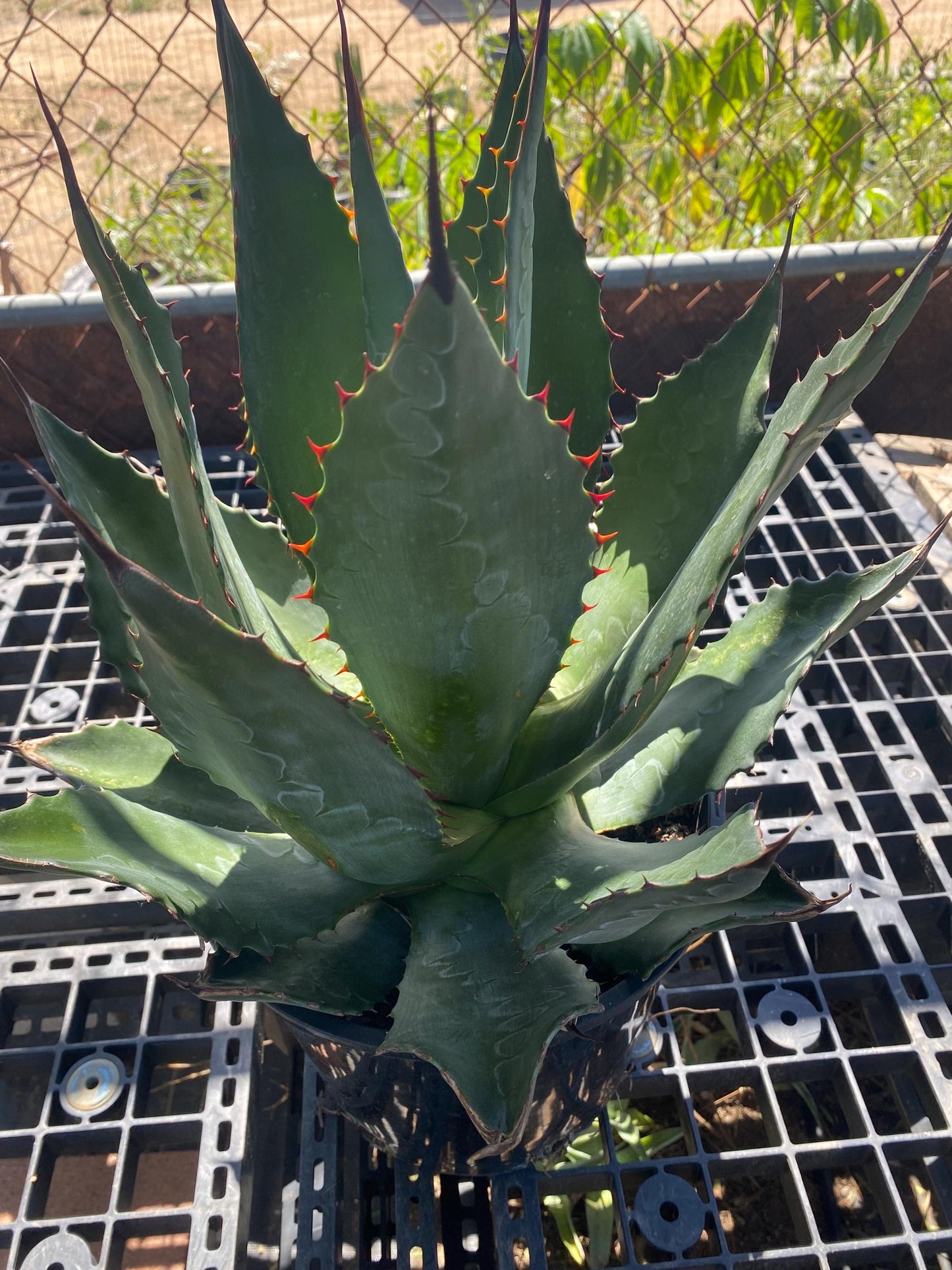 Agave atrovirens - Maguey Verde Grande SH1