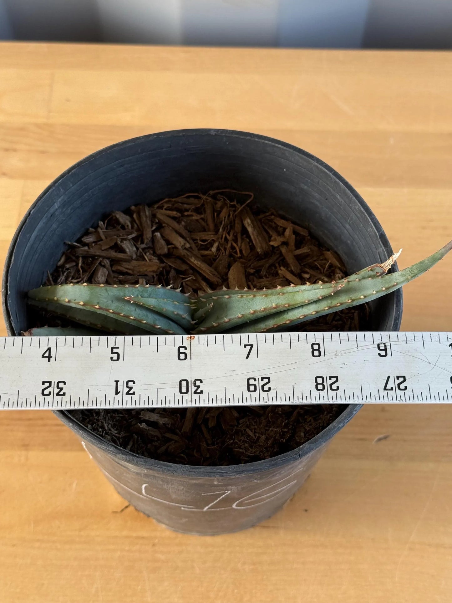 Mustache Aloe LL16 | Aloe suprafoliata