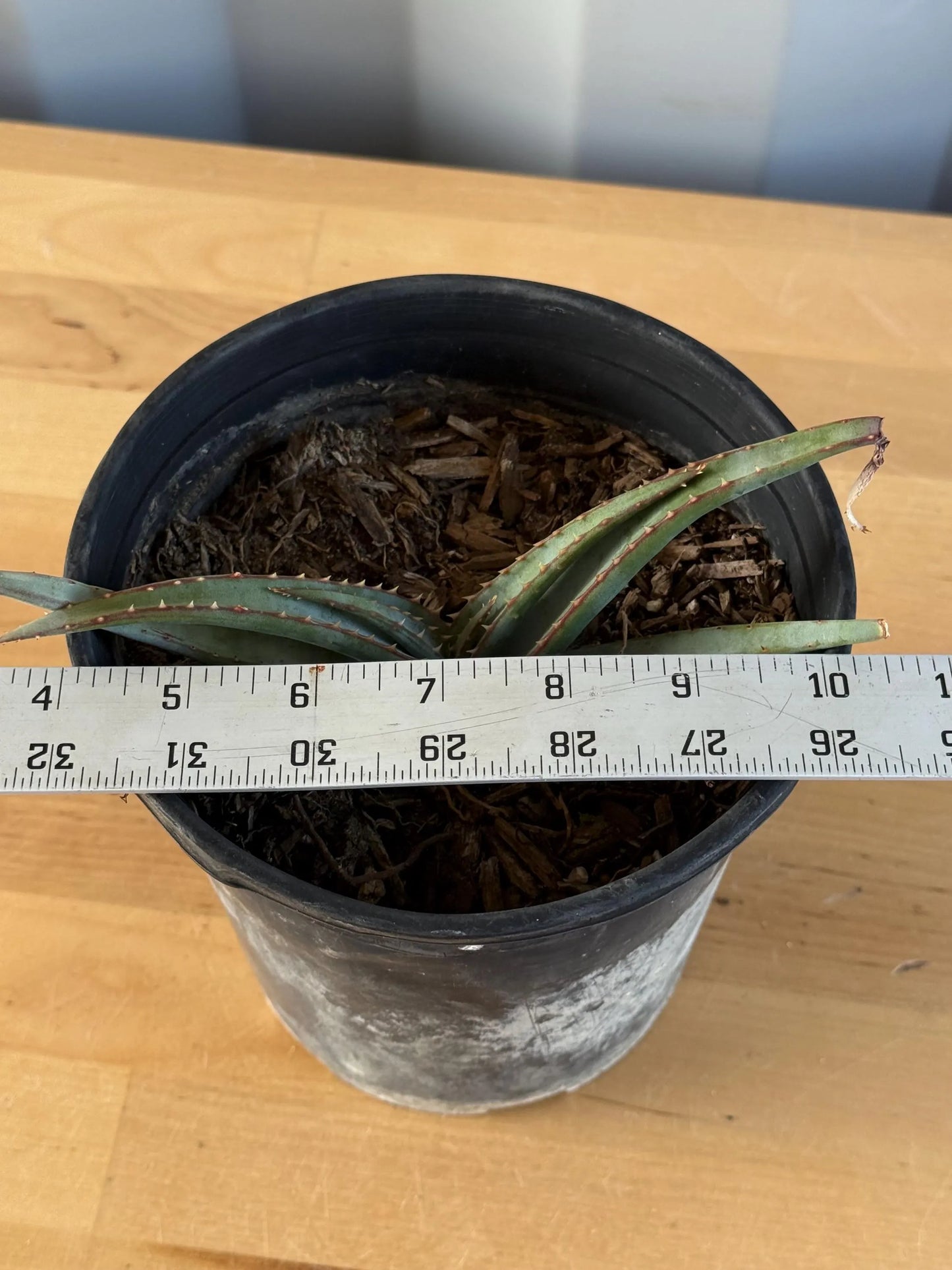 Mustache Aloe AE37 | Aloe suprafoliata