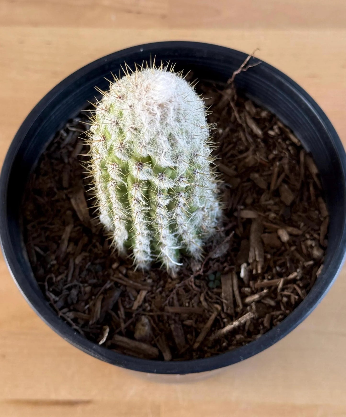 Old Man of the Andes | Oreocereus doelzianus LL17