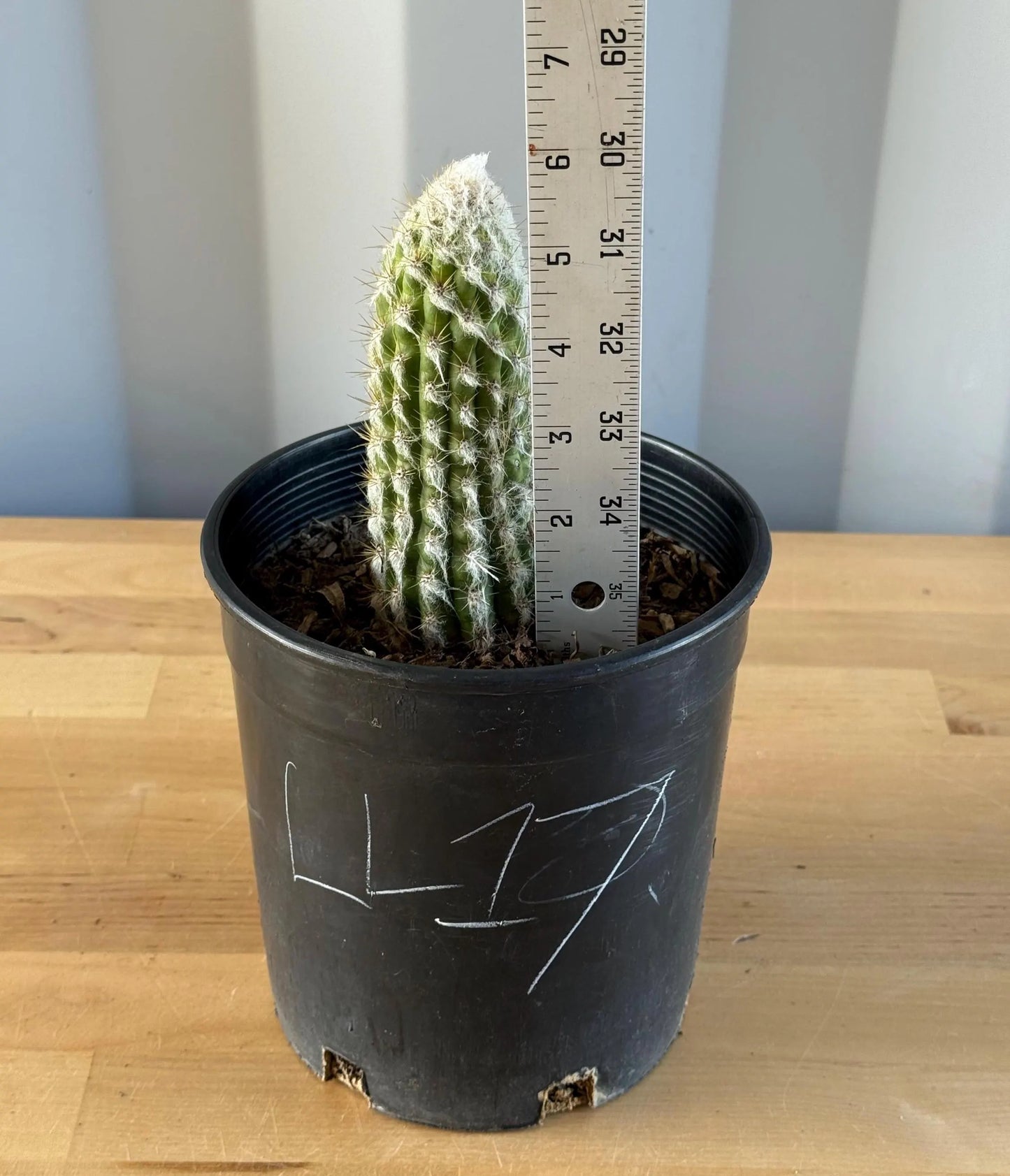 Old Man of the Andes | Oreocereus doelzianus LL17