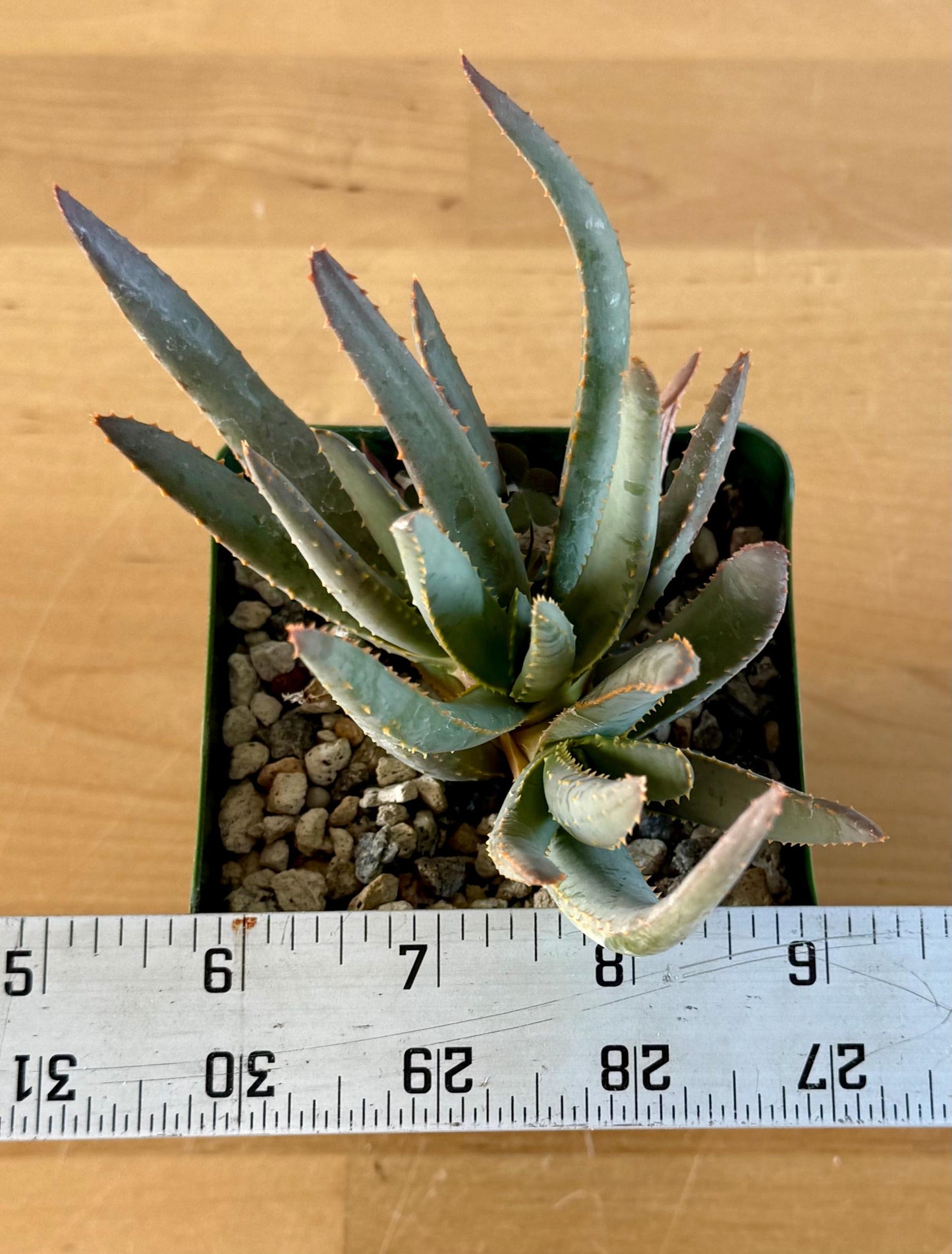 Aloe ramosissima | 'Maiden's Quiver Tree' A3