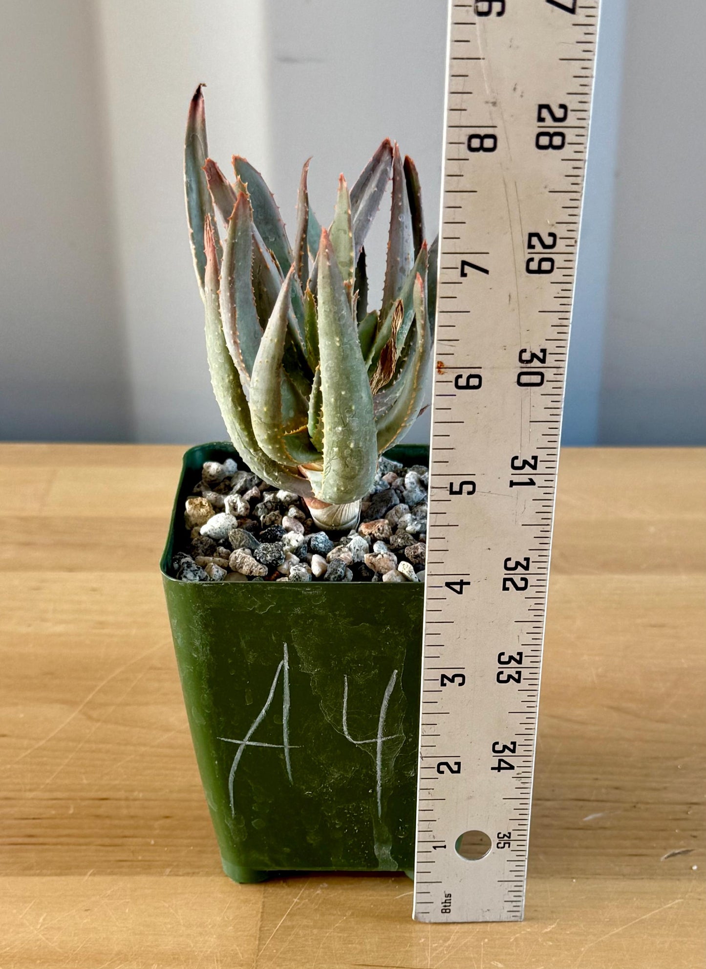 Aloe ramosissima | 'Maiden's Quiver Tree' A4