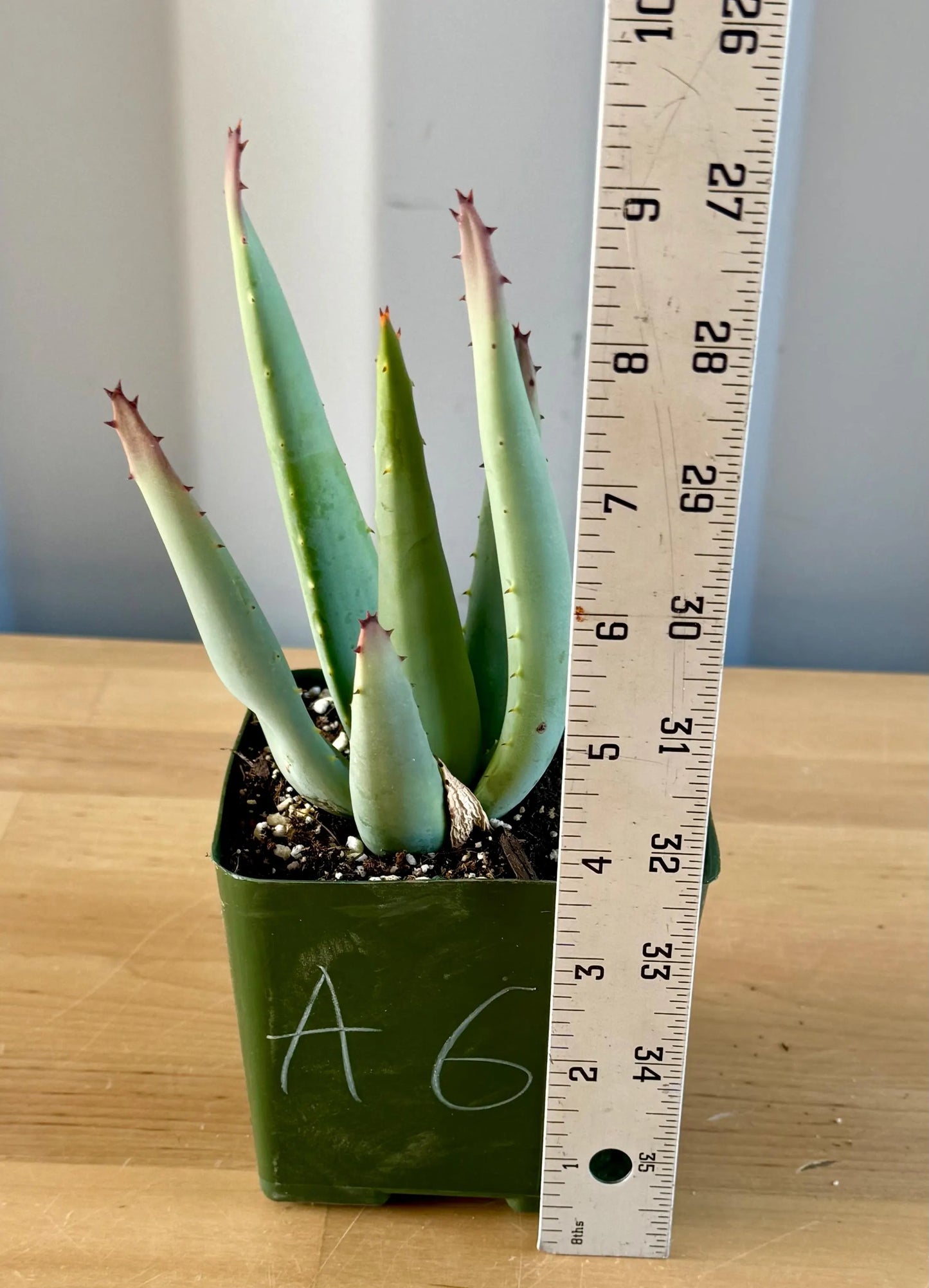 Aloe claviflora A6