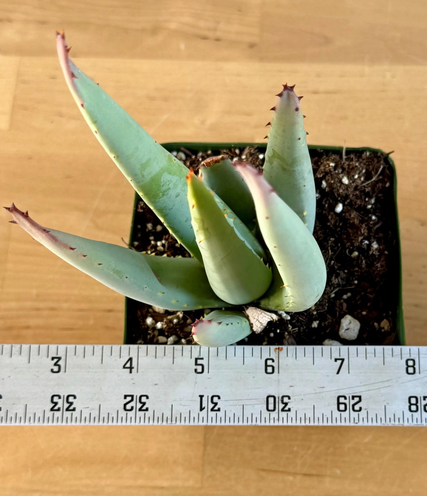 Aloe claviflora A6