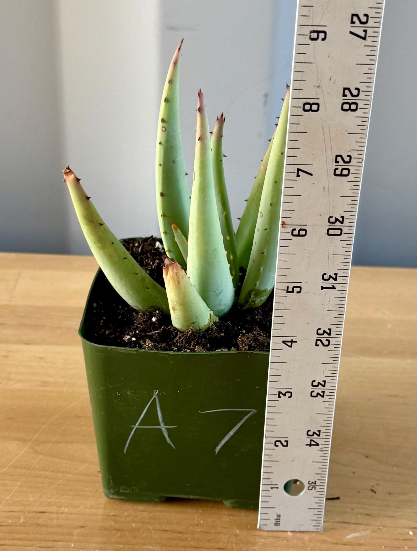 Aloe claviflora A7