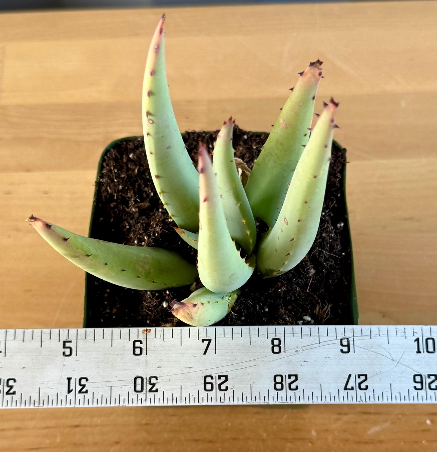 Aloe claviflora A7