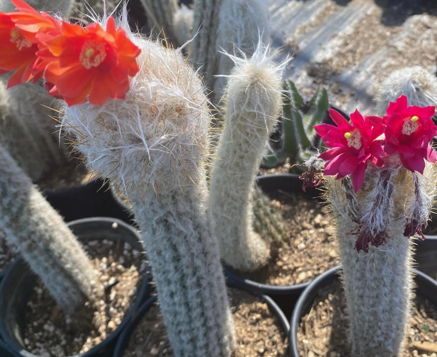 Old Man of the Andes | Oreocereus doelzianus LL17