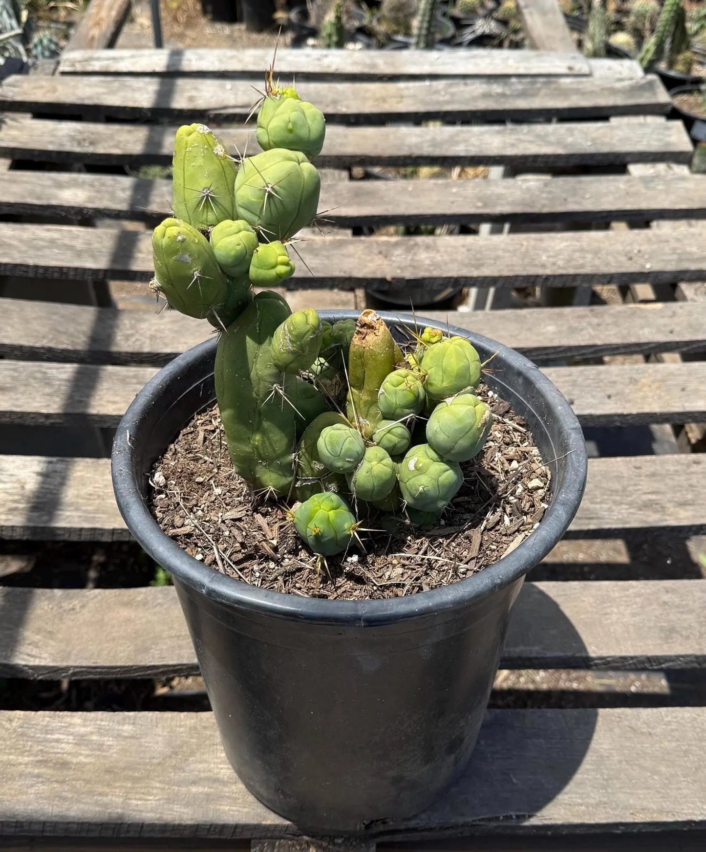 Monstrose Cactus (LL2)