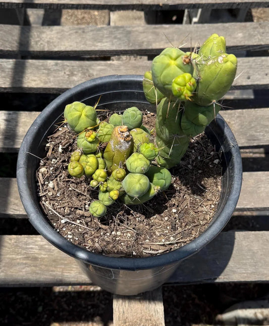 Monstrose Cactus (LL2)