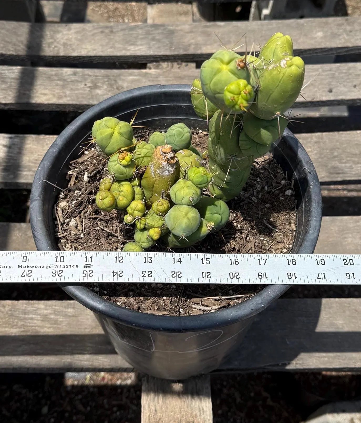Monstrose Cactus (LL2)