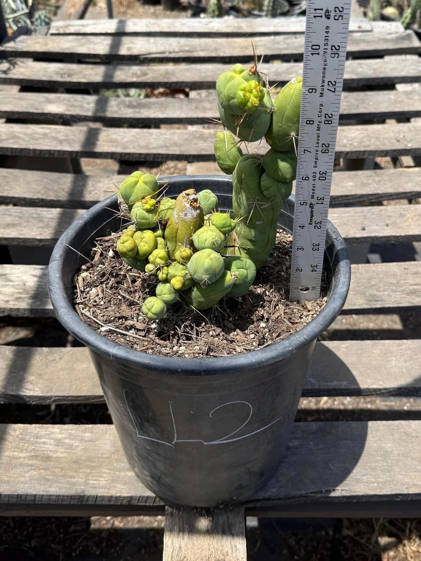 Monstrose Cactus (LL2)