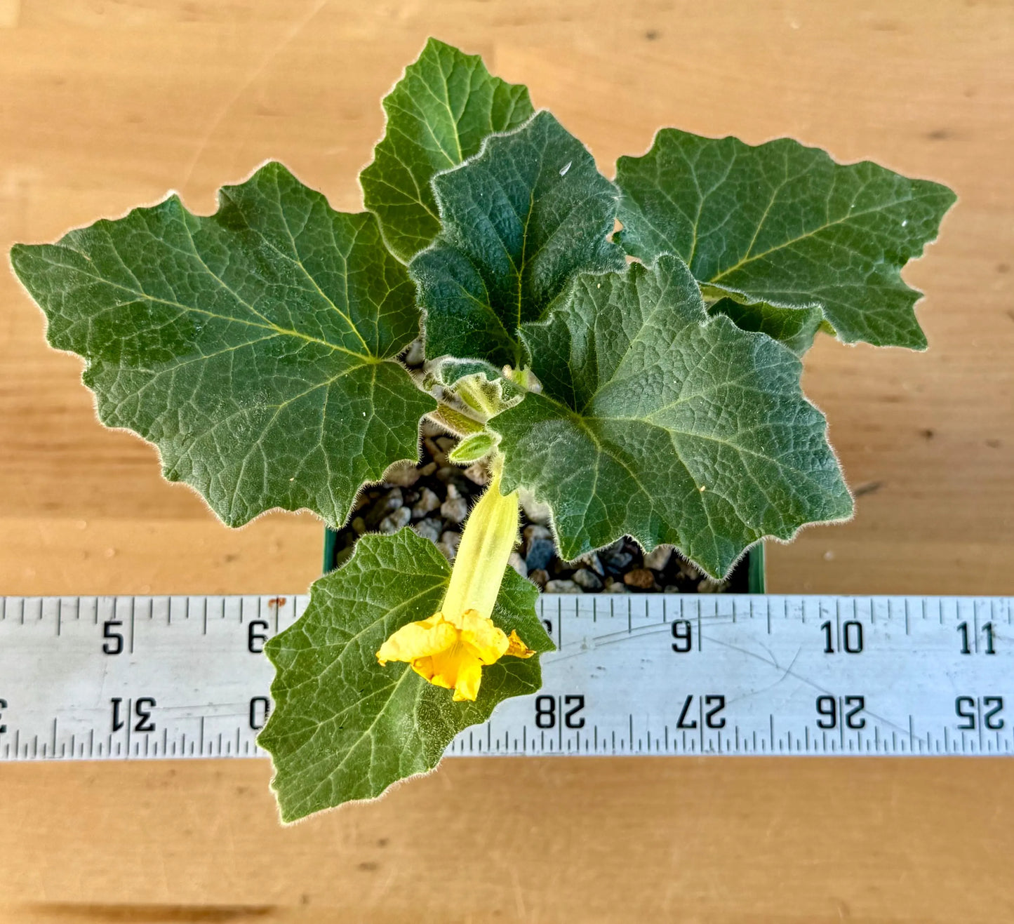 Uncarina roeoesliana A19