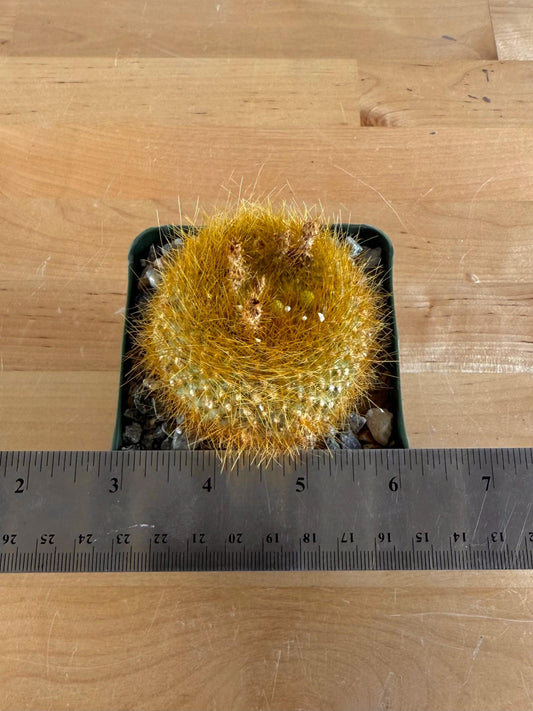 4-inch Notocactus graessneri var. flaviflorus